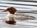 Common Merganser